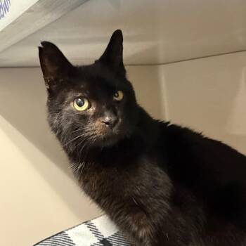 Shadow -  Domestic Short Hair Cat for Adoption in Watertown, New York - Shadow | PetCurious