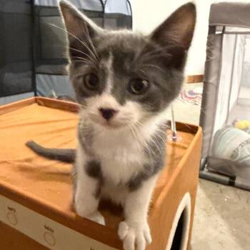 Bacon -  Domestic Short Hair Cat for Adoption - Bacon | PetCurious