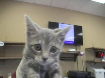 Domestic Short Hair Cats Available for Adoption in Ocala, Florida - A382380 | PetCurious