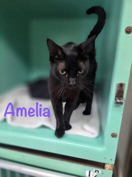 Amelia -  Domestic Short Hair Cat for Adoption in Crescent City, California - Amelia | PetCurious