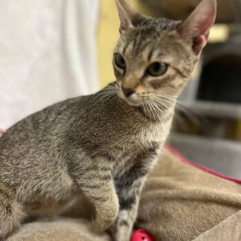 Janice -  Domestic Short Hair Cat for Adoption in Melrose, Florida - Janice | PetCurious