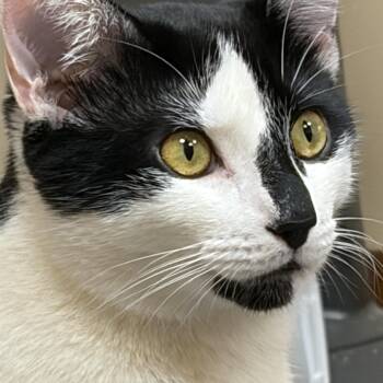 Murphy -  Domestic Short Hair Cat for Adoption in Louisville, Kentucky - Murphy | PetCurious