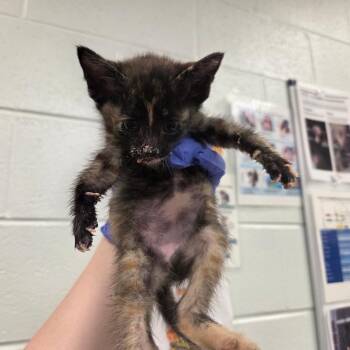 Farley -  Domestic Short Hair Cat for Adoption in Chattanooga, Tennessee - Farley | PetCurious