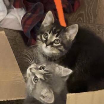 Pepper -  Domestic Short Hair Cat for Adoption in Monroe, Michigan - Pepper | PetCurious