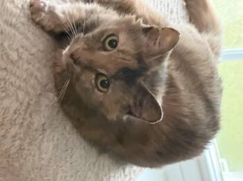 Amalia -  Dilute Calico Cat for Adoption in Charlotte, North Carolina - Amalia | PetCurious