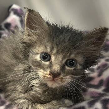 CJ -  Domestic Short Hair Cat for Adoption in Charlottesville, Virginia - CJ | PetCurious