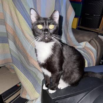 Felicia -  Domestic Short Hair Cat for Adoption in West Palm Beach, Florida - Felicia | PetCurious
