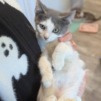 Pablo -  Domestic Short Hair Cat for Adoption in La Grange, Kentucky - Pablo | PetCurious