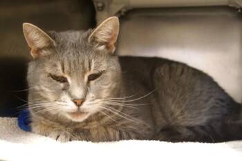 Cheif Tui -  Tabby Cat for Adoption in New Milford, Connecticut - Cheif Tui | PetCurious