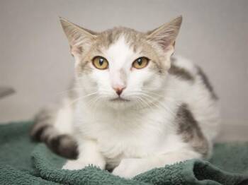 GORETZKA -  Domestic Short Hair Cat for Adoption in Phoenix, Arizona - GORETZKA | PetCurious