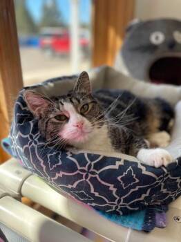 Rescue Domestic Short Hair Cats for Adoption in Hayward, Wisconsin - Cindy-SPONSORED ADOPTION-FREE WITH APPROVED APPLICATION | PetCurious