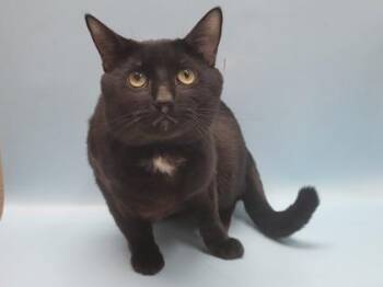 Max -  Domestic Short Hair Cat for Adoption in Minneapolis, Minnesota - Max | PetCurious