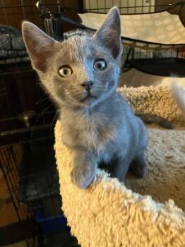 Nori -  Domestic Short Hair Cat for Adoption in Milton, Delaware - Nori | PetCurious
