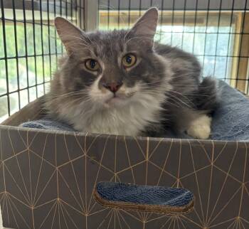 Grey Guy -  Domestic Medium Hair Cat for Adoption in Marblehead, Massachusetts - Grey Guy | PetCurious