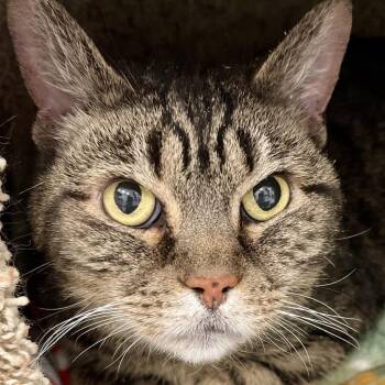 Domestic Short Hair Cats Available for Adoption in Murray, Utah - Emma | PetCurious
