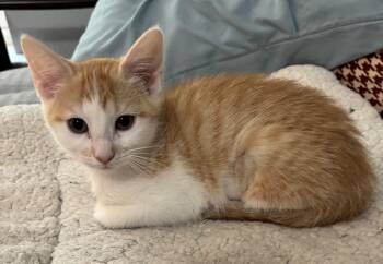 Rescue Domestic Short Hair Cats for Adoption in Spring, Texas - Augusta-Portofino PetSmart | PetCurious