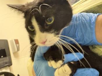 Domestic Short Hair Cats Available for Adoption in Pueblo, Colorado - PRINCE | PetCurious