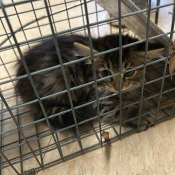 Hurley -  Domestic Short Hair Cat for Adoption in Roxboro, North Carolina - Hurley | PetCurious