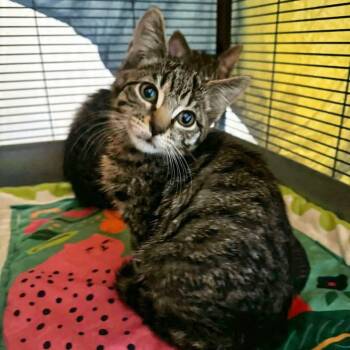 Domestic Short Hair Cats Available for Adoption - Land Shark | PetCurious