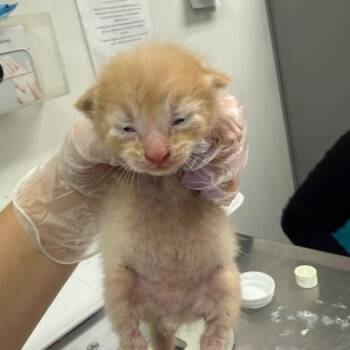 Patrick -  Domestic Medium Hair Cat for Adoption in Charleston, West Virginia - Patrick | PetCurious