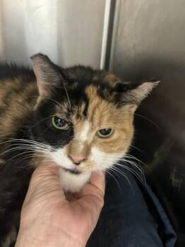 Autumn -  Domestic Medium Hair Cat for Adoption in Crescent City, Florida - Autumn | PetCurious