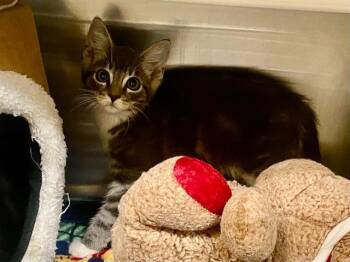 ARISTOCAT -  Domestic Medium Hair Cat for Adoption in Tustin, California - ARISTOCAT | PetCurious