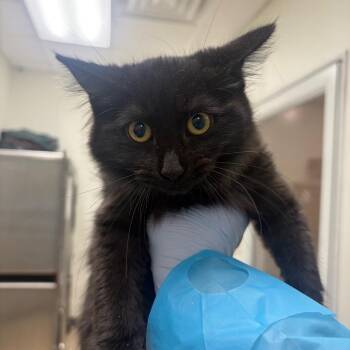 Big Fluff -  Domestic Short Hair Cat for Adoption in Pekin, Illinois - Big Fluff | PetCurious