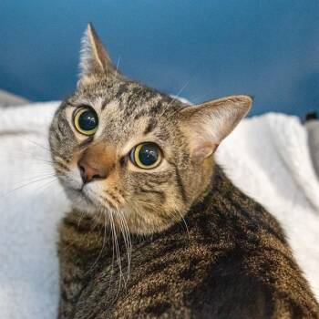Domestic Short Hair Cats Available for Adoption in Methuen, Massachusetts - RASCAL | PetCurious