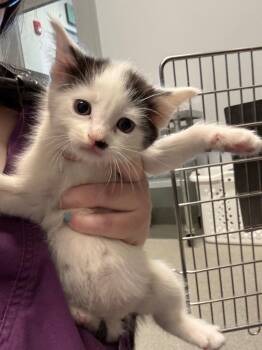 Degas -  Domestic Short Hair Cat for Adoption in Bloomington, Indiana - Degas | PetCurious