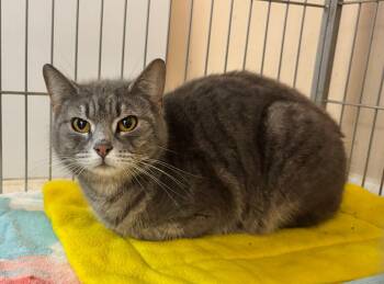 Domestic Short Hair Cats Available for Adoption - Taylor And Tiffany | PetCurious