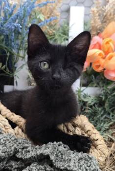 Domestic Short Hair Cats Available for Adoption - Dustin - The One Eyed Angel | PetCurious