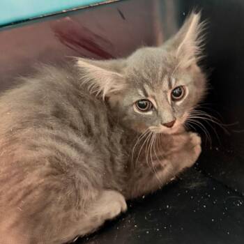 Polly -  Domestic Long Hair Cat for Adoption in Troy, Virginia - Polly | PetCurious