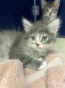 Rescue Domestic Short Hair Cats for Adoption in Hutchinson, Kansas - Pencil | PetCurious