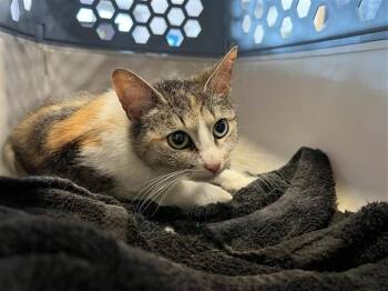 TATIANA -  Domestic Short Hair Cat for Adoption in Brentwood, Missouri - TATIANA | PetCurious