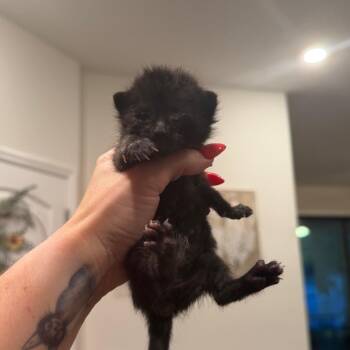 Parton -  Domestic Short Hair Cat for Adoption in Port Richey, Florida - Parton | PetCurious