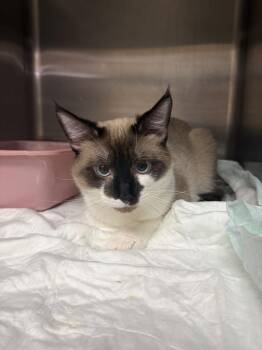Jasper -  Siamese Cat for Adoption in Crystal Springs, Mississippi - Jasper | PetCurious