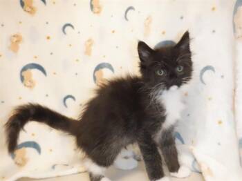 MUFFIN -  Domestic Medium Hair Cat for Adoption in San Jose, California - MUFFIN | PetCurious