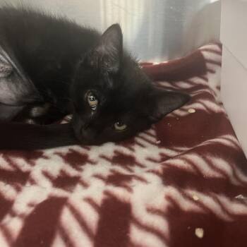 Domestic Short Hair Cats Available for Adoption in Lakeland, Florida - Choji | PetCurious