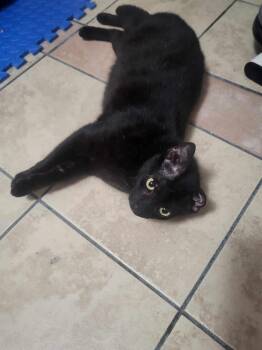 Rescue Domestic Short Hair Cats for Adoption in Little River, South Carolina - Zeus & Sparta | PetCurious