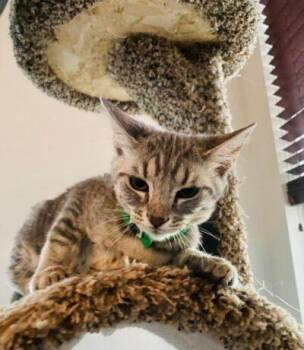 Sylvia -  Domestic Short Hair Cat for Adoption in Las Vegas, Nevada - Sylvia | PetCurious
