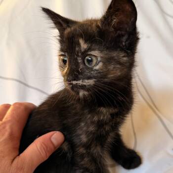 Noir -  Domestic Short Hair Cat for Adoption in Norco, California - Noir | PetCurious