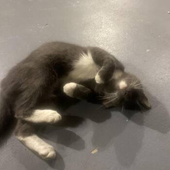 Domestic Short Hair Cats Available for Adoption in West Palm Beach, Florida - Lavender | PetCurious