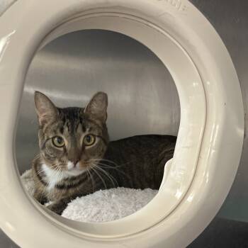 Rescue Domestic Short Hair Cats for Adoption in Port Charlotte, Florida - Sloan | PetCurious