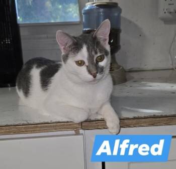 Rescue Domestic Short Hair Cats for Adoption in Buena Vista, Virginia - Alfred | PetCurious
