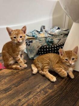 Nixon -  Domestic Short Hair Cat for Adoption in Port Allen, Louisiana - Nixon | PetCurious
