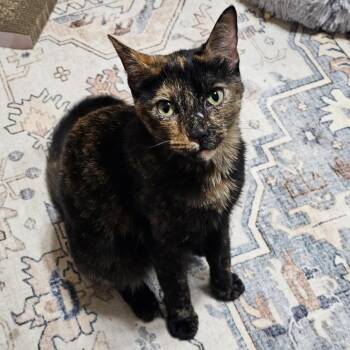 Dazzler -  Domestic Short Hair Cat for Adoption in Evanston, Illinois - Dazzler | PetCurious