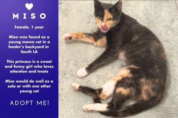 Rescue Dilute Calico Cats for Adoption in Los Angeles, California - Miso | PetCurious