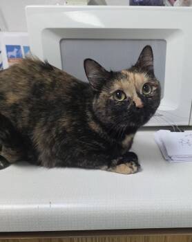 61522096 -  Torbie Cat for Adoption in Elko, Nevada - 61522096 | PetCurious