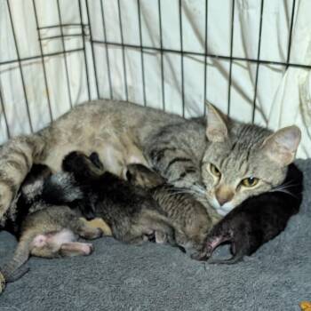 Domestic Short Hair Cats Available for Adoption - Kitten 4 | PetCurious