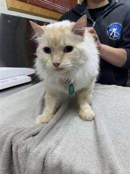 Domestic Long Hair Cats Available for Adoption in Fairbanks, Alaska - BIANCA | PetCurious